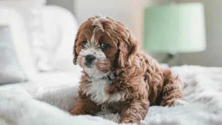 Small brown and white puppy lying on a fluffy white blanket in a softly lit bedroom.