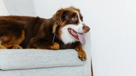 a brown dog with a white furry face lying on a gray couch