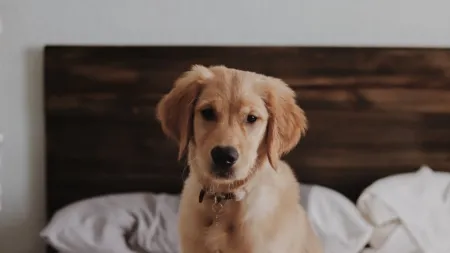 a dog sitting on a bed