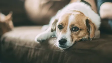 a dog lying on a person's lap