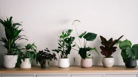 Health Benefits of Indoor Plants