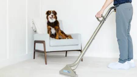 Professional carpet cleaning with pet on chair in a bright living room with white walls and light carpet.