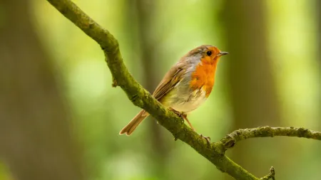 a bird perched on a branch