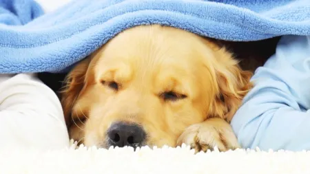 a couple of children and a dog lying on a blanket