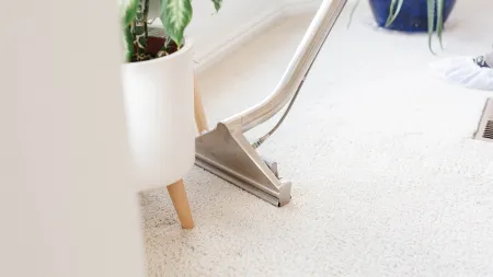 Zerorez cleaning near the edge of carpet under a potted plant