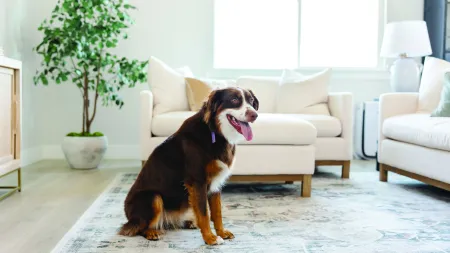 Brown and white dog sitting on a patterned rug in a bright living room with beige sofas and a potted plant.