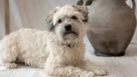 an odorless dog breed lying on the ground on a rug