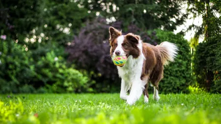 a dog running with a ball in its mouth