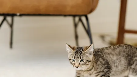 a brown and black cat walking on cream carpet