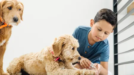 a boy and two dogs