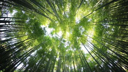 looking up at tall trees