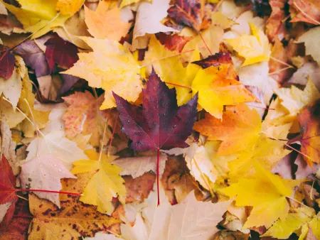 Colorful autumn leaves in shades of yellow, orange, red, and brown scattered on the ground.