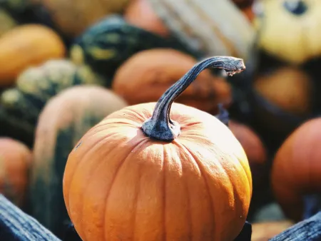 a close up of a pumpkin