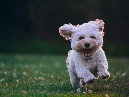 two dogs running in grass