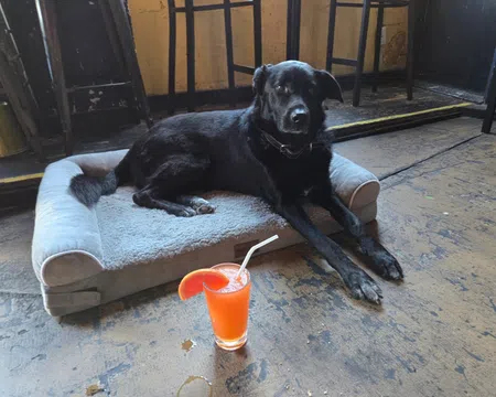 Black dog resting on a gray pet bed on worn wooden floor with orange drink and straw nearby.