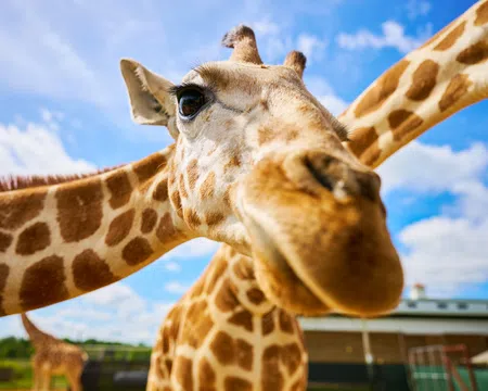 Close-up of a giraffe's face with long necks and blue sky in the background at a zoo or park