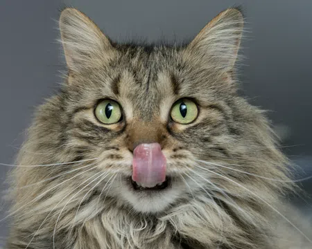 Close-up of a fluffy tabby cat with green eyes licking its nose against a gray background