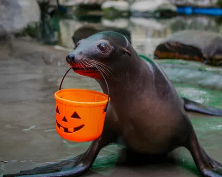 Sea lion holding an orange Halloween pumpkin bucket in its mouth on wet rocky ground.