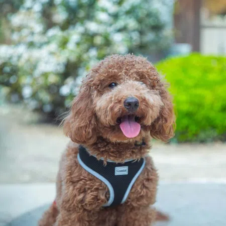 Curly brown dog wearing black harness sits outdoors with tongue out and greenery blurred background