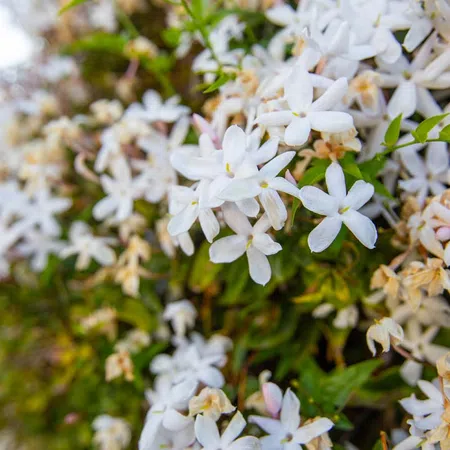 Close-up of blooming white jasmine flowers with green leaves in natural outdoor light