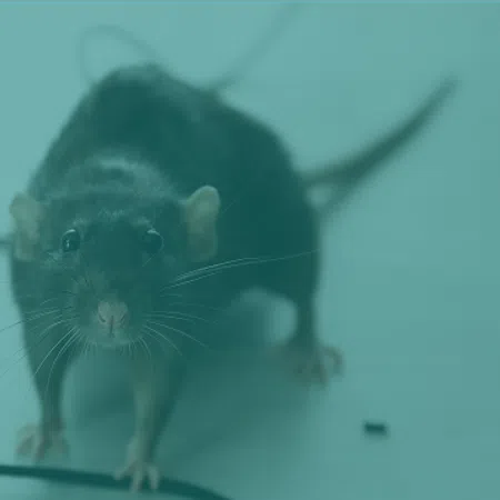 Close-up of a black rat standing on a white surface with its tail extended behind.