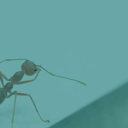 Close-up macro photo of a single ant walking on a smooth blue surface with visible antennae and legs.