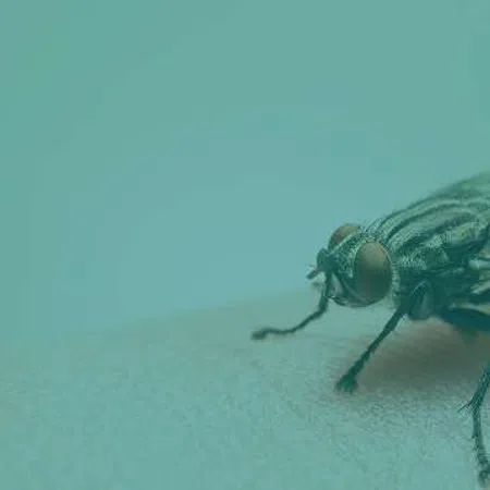 Close-up of a housefly perched on human skin with detailed eyes and legs visible against a soft blue background