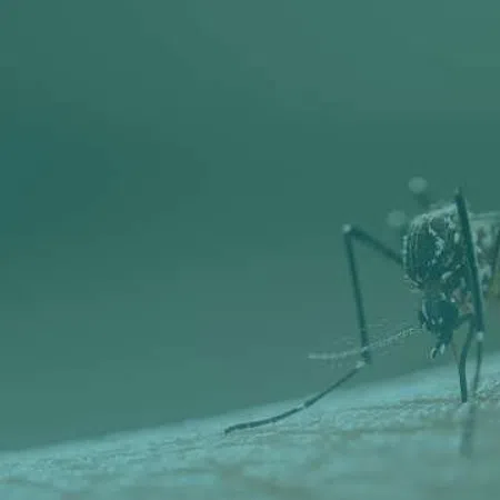Close-up of a mosquito feeding on human skin with a blurred teal background.