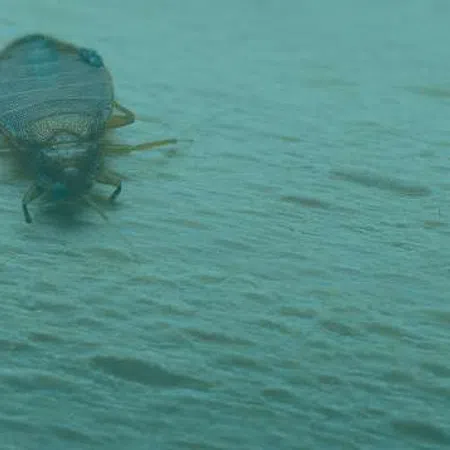 Close-up of a small brown bed bug crawling on a textured wooden surface with a blue-green tint.