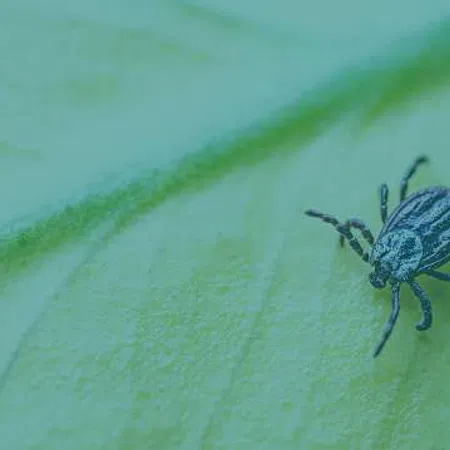 Close-up of a black and white striped tick on a light green leaf surface under natural light.