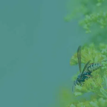 Close-up of a wasp perched on yellow-green flowers with soft greenish-blue background.