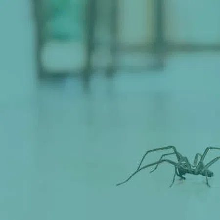 Close-up of a spider walking on a smooth surface with a blurred blue-green background.