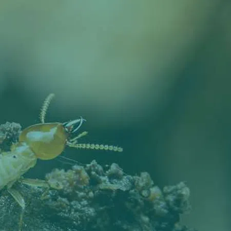 Close-up of a termite on soil with detailed antennae and body segments visible against blurred background