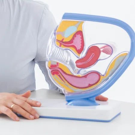 Medical model of male reproductive system anatomy displayed on table with person in white shirt nearby