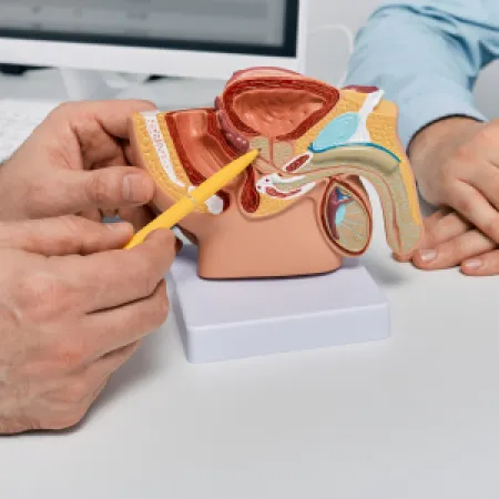 Doctor using a prostate model to explain prostate cancer treatment options to a patient.