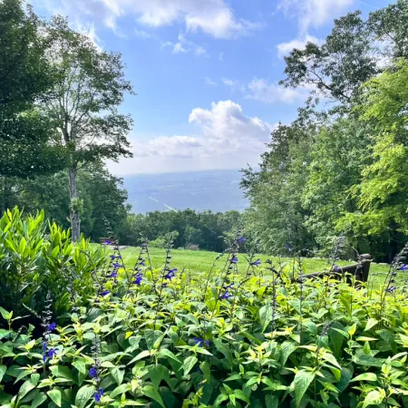 Green plants with purple flowers in foreground overlooking grassy field and distant valley under blue sky.