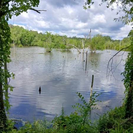 Calm lake surrounded by green trees and reflected blue sky with clouds on a partly sunny day.
