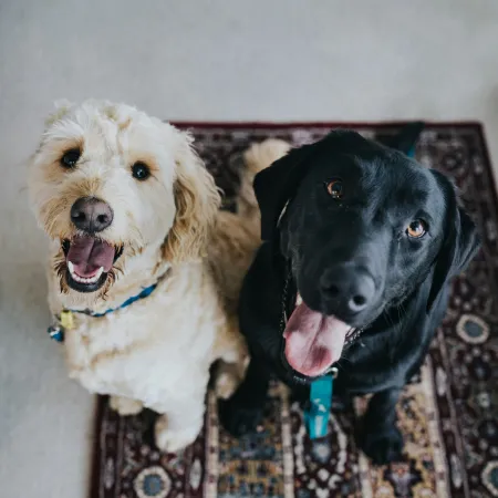 a couple of dogs sitting on a couch