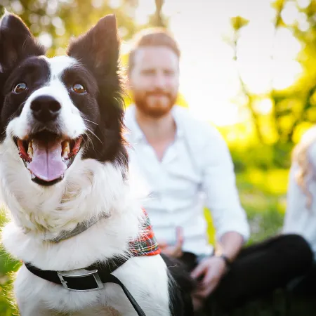 A happy black and white dog sits in a sunny park with a couple in the background.