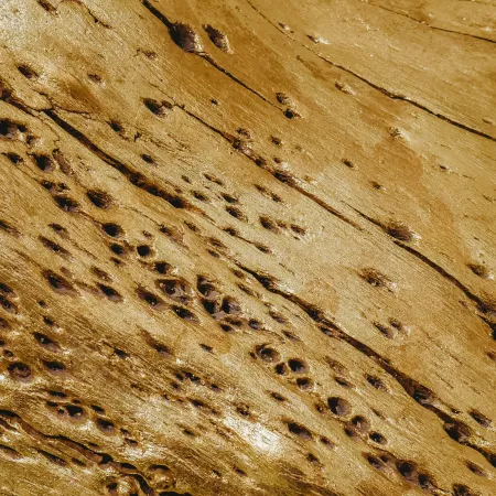 Close-up of wood surface with natural holes and grain texture in warm brown tones.