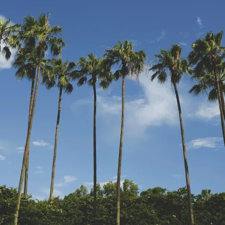 Tall palm trees stand against a clear blue sky above dense green foliage on a sunny day