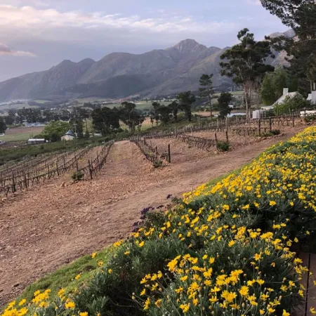 Vineyard landscape with yellow wildflowers in foreground and mountains under cloudy sky at sunset.