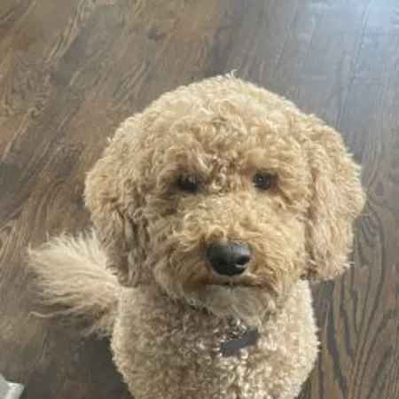 Cooper