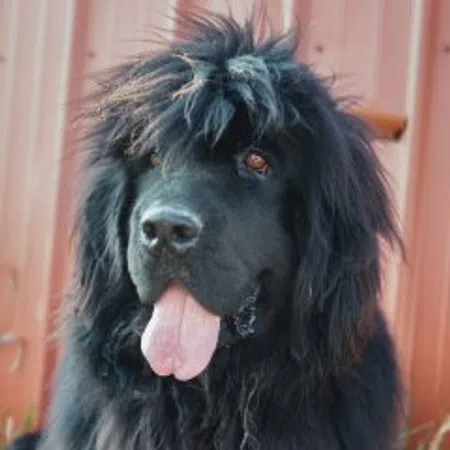 Watson
