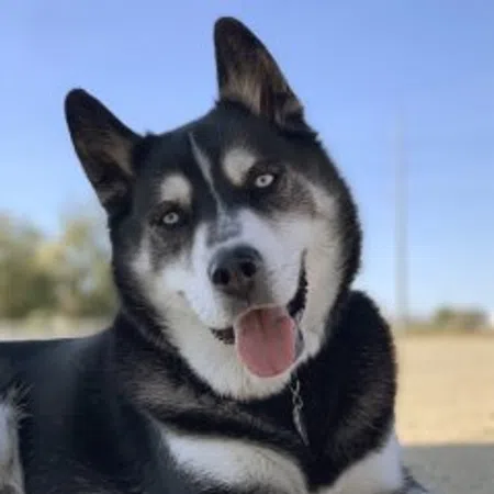 Maverick