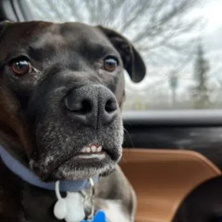 Otis