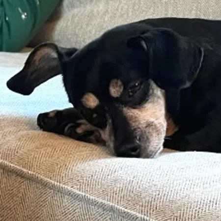 Molly