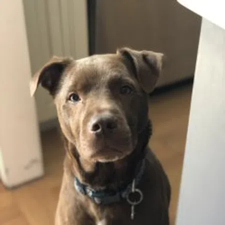 Bodhi