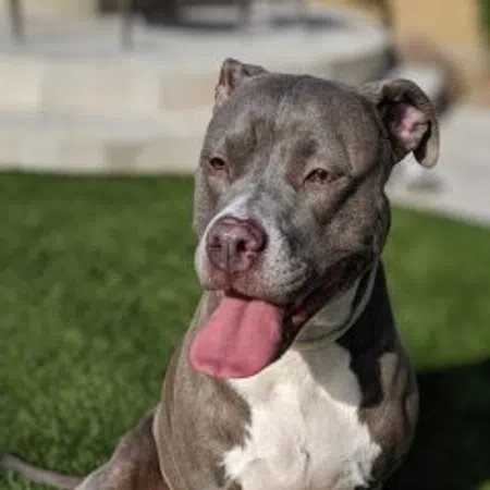 Bella