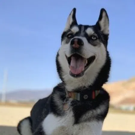 Koda